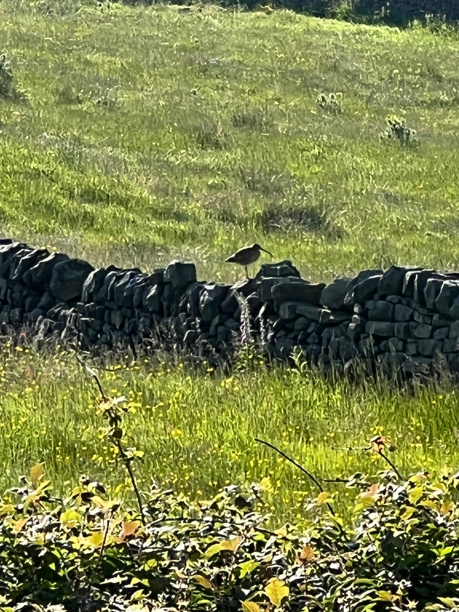 nidderdale curlew